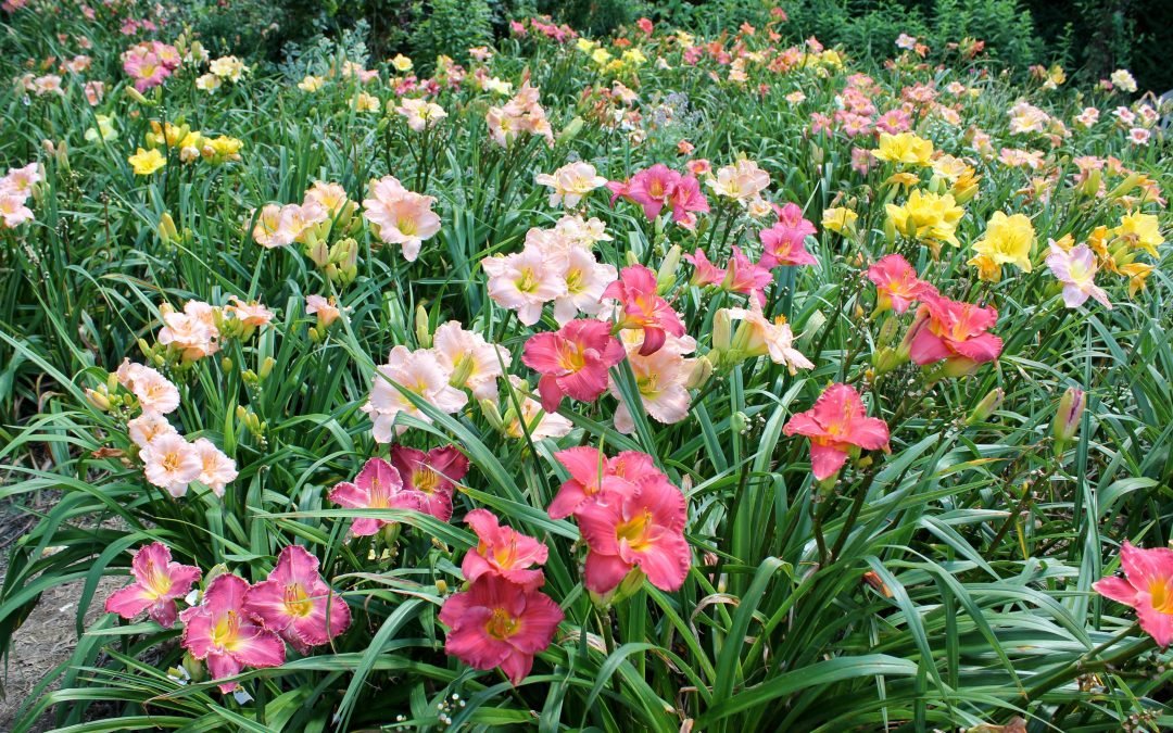 Daylilies – June Superstar