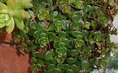 Sedums